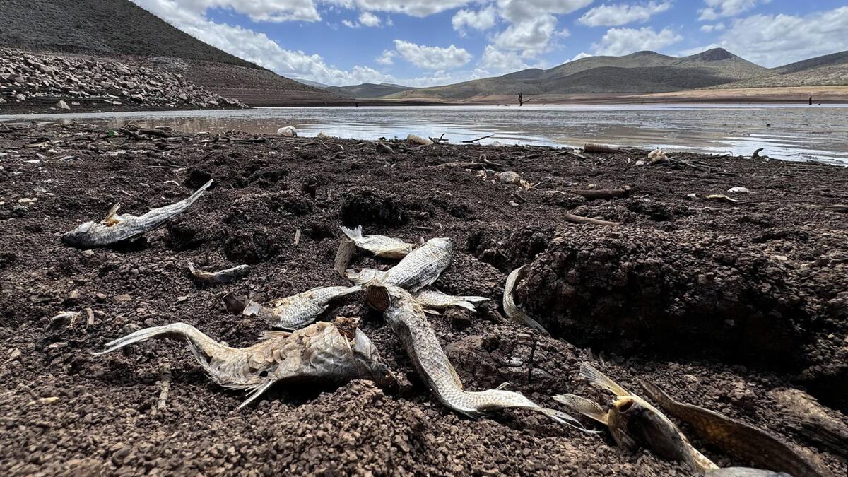 Alerta en México por la sequía de un dique: miles de animales muertos por la falta de pasto y agua