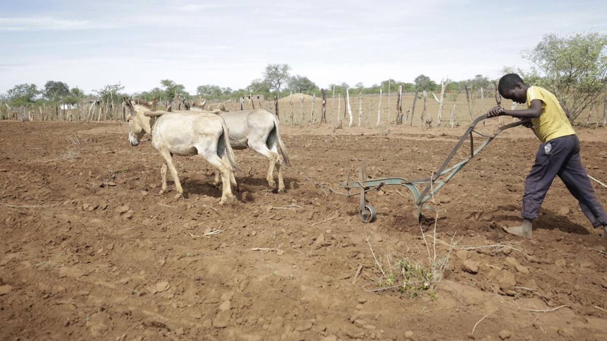 Alarmante: Zimbabue declara el "estado de desastre nacional" como consecuencia de la grave sequía