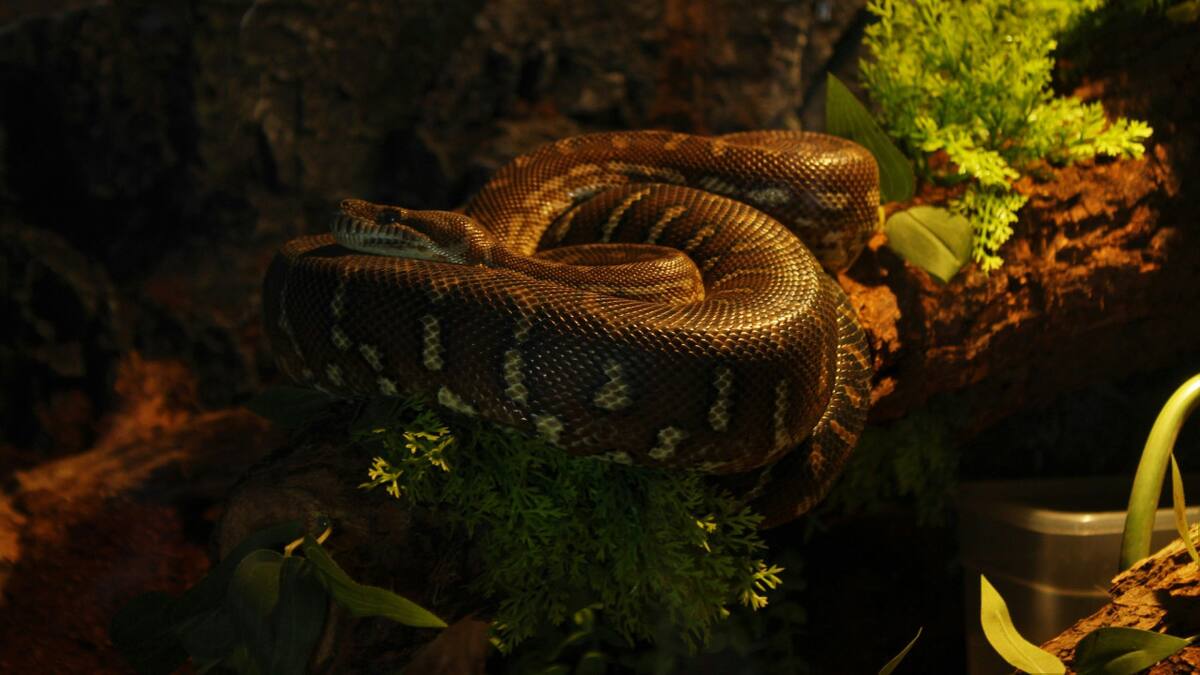 Serpiente. Foto Unsplash.