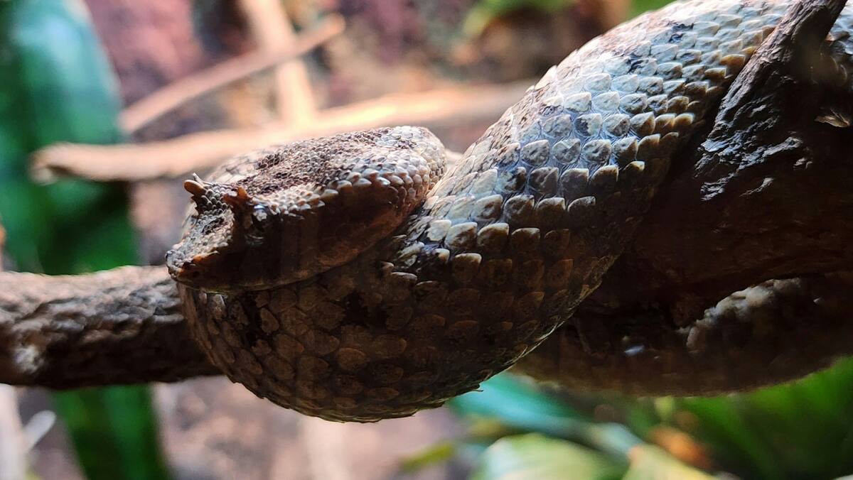 Serpiente. Foto Unsplash.