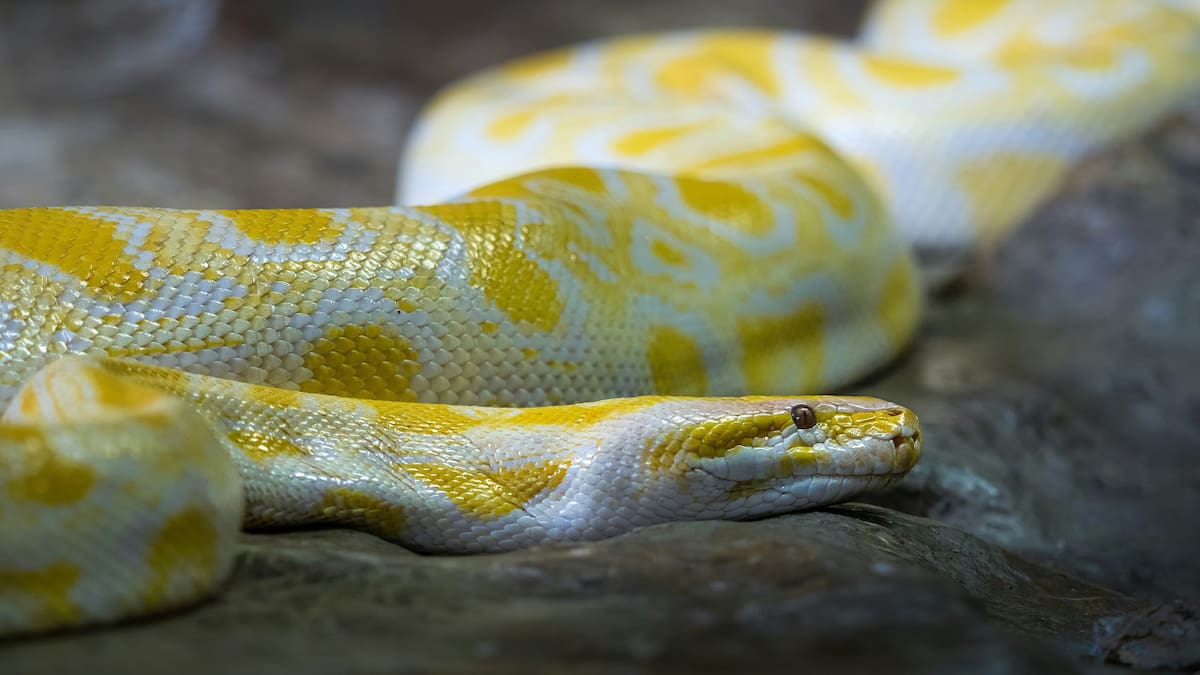 Serpiente. Foto: Unsplash