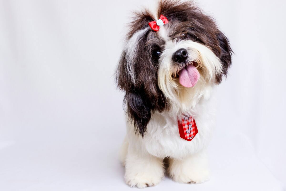 Shih Tzu. Foto: Unsplash.