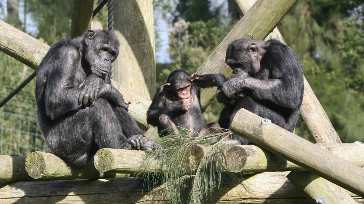 Simios en peligro en África: ¿por qué la ''fiebre minera'' podría significar un riesgo para la especie?