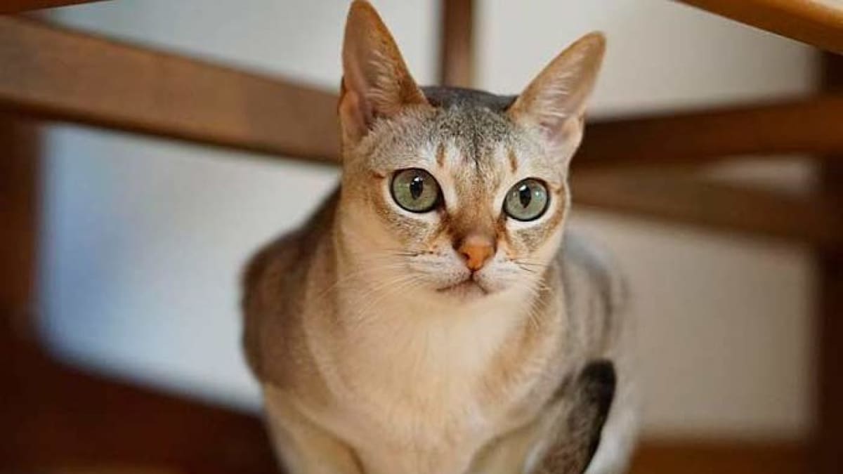 Singapura, la raza de gato más pequeña del mundo. Foto X.