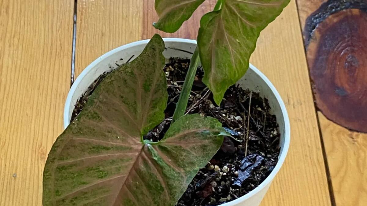 La planta “inmortal” que todos quieren: guía fácil para reproducirla hoy mismo en tu casa y sin gastar un peso