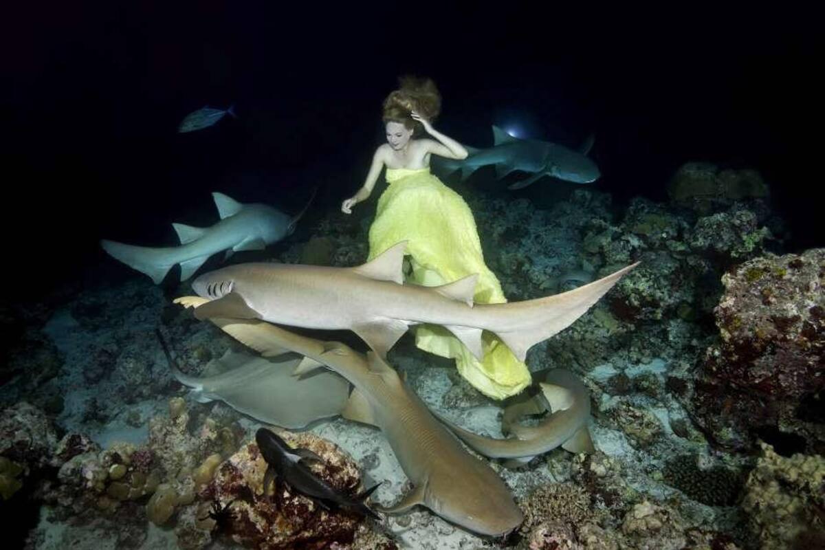 Sirena - tiburones