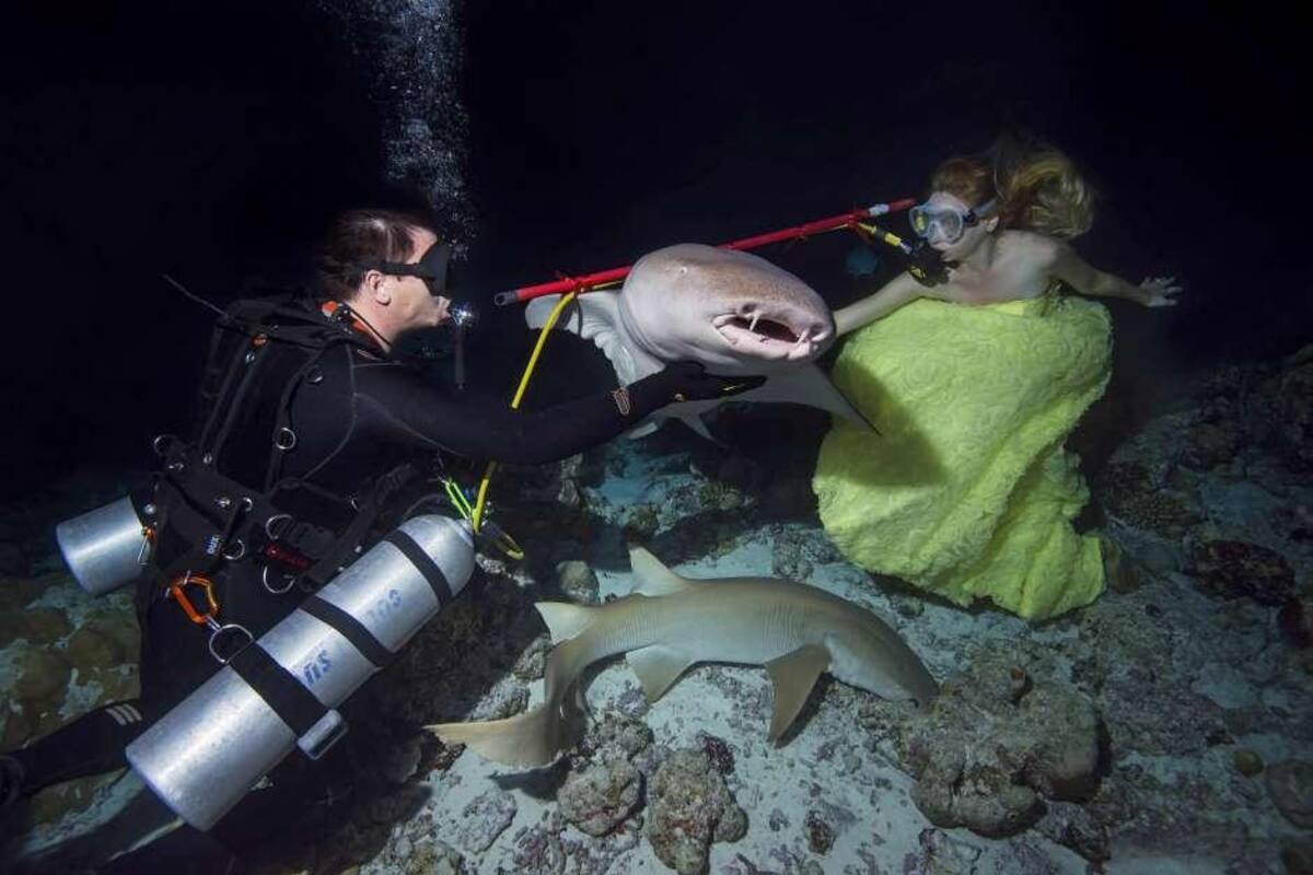 Sirena - tiburones