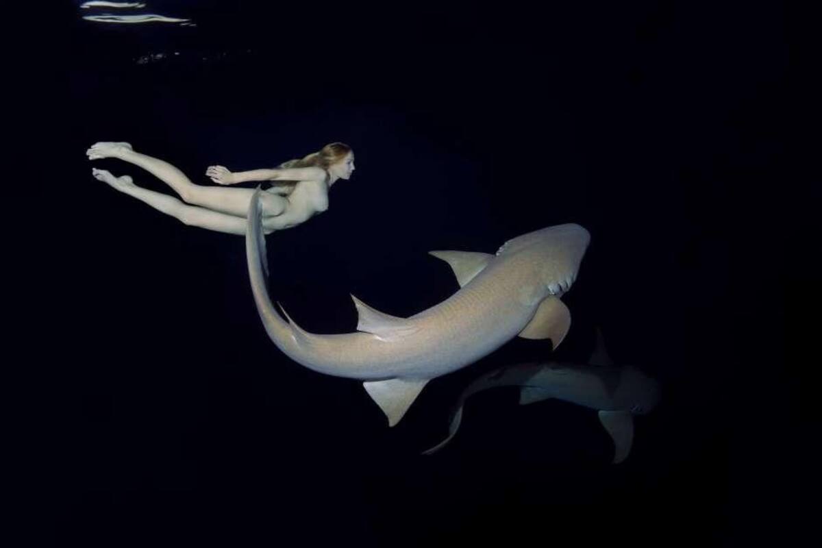 Sirena - tiburones