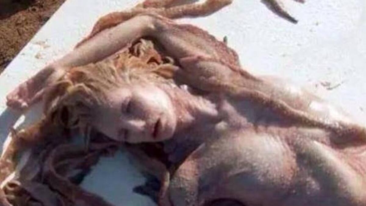 Sirena