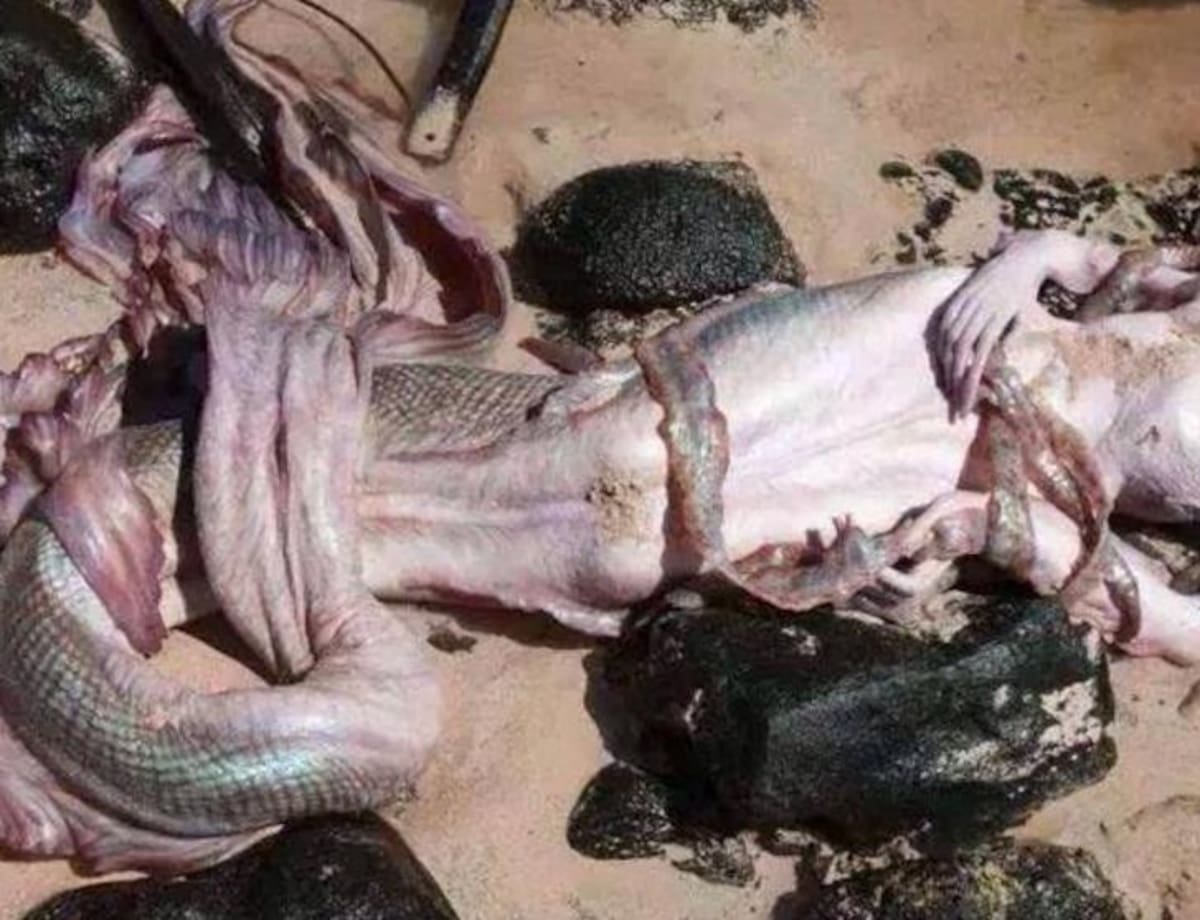 Sirena