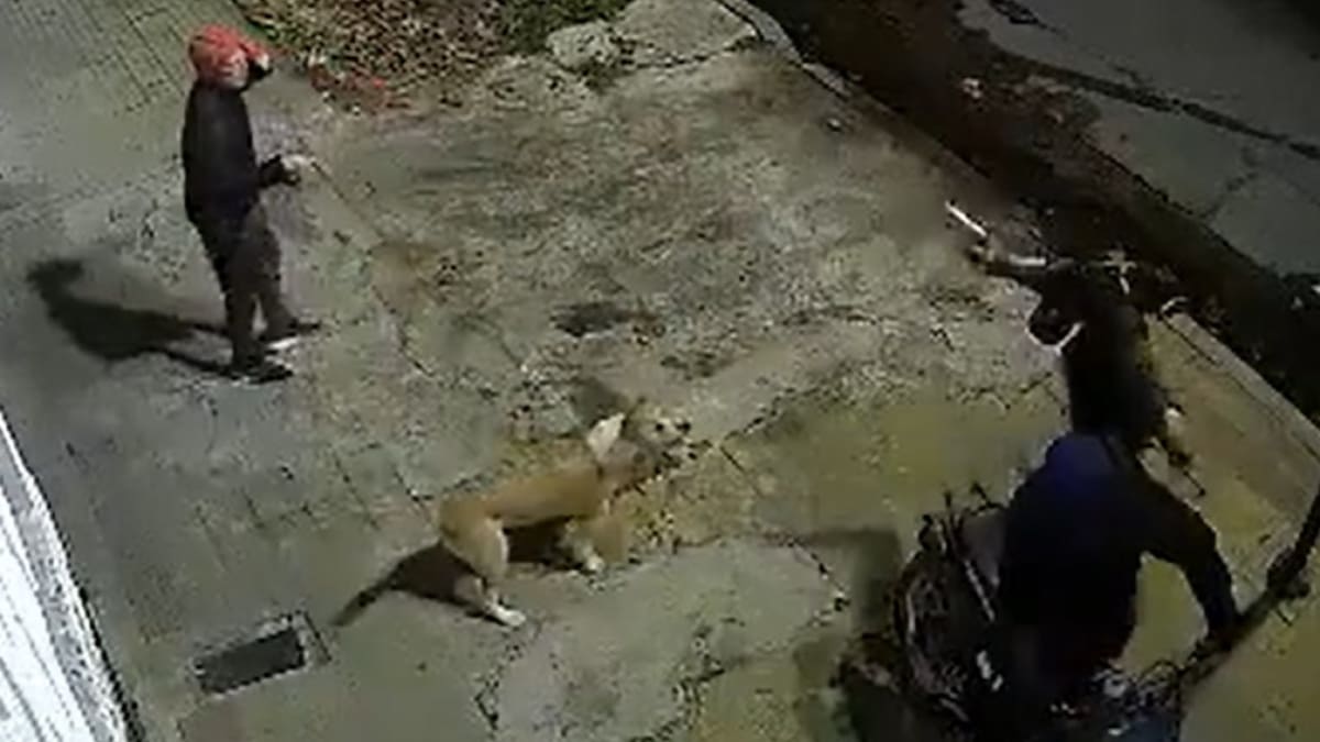 Su perro lo salvó de los motochorros. Foto: captura de pantalla.