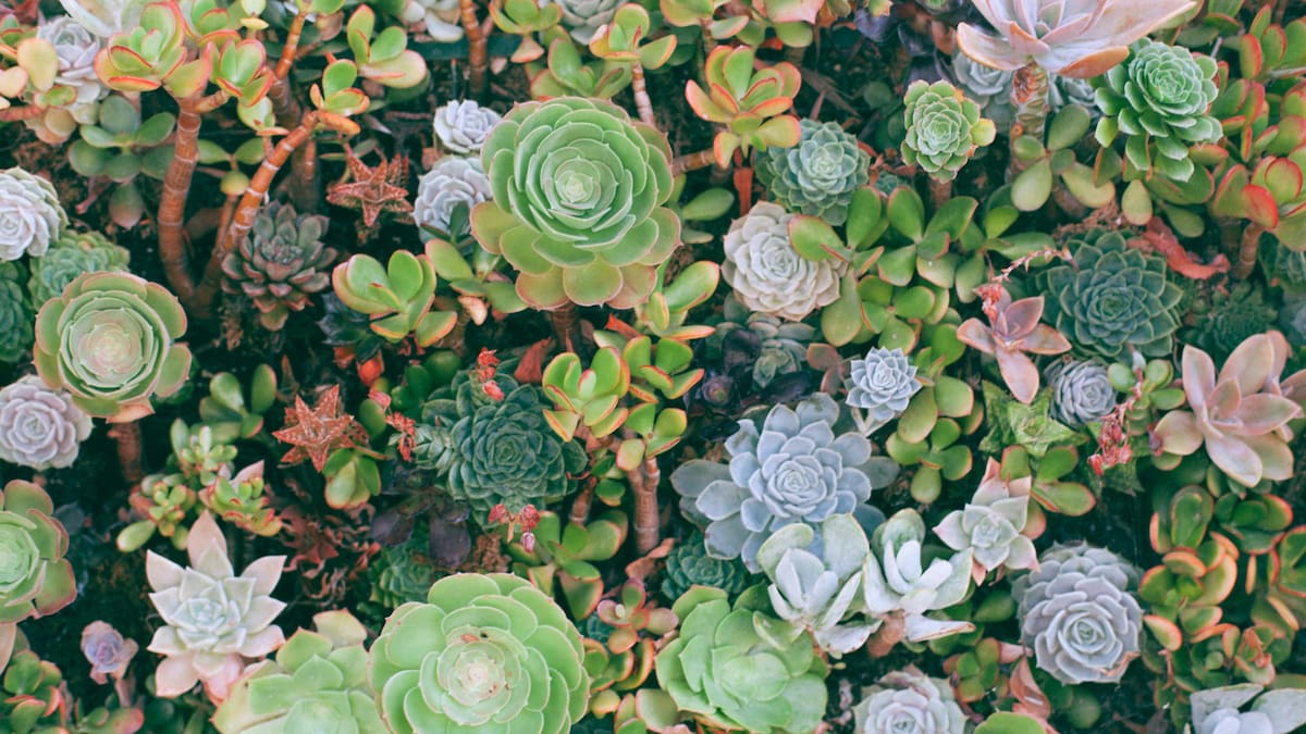 Suculentas. Foto: Unsplash.