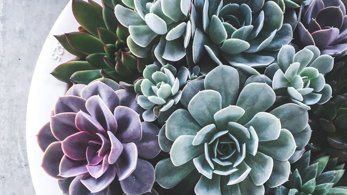 Suculentas. Foto: Unsplash.