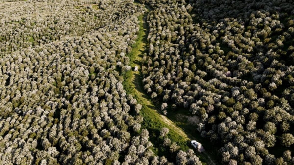 Quisieron crear un bosque de 200.000 árboles, arruinaron un humedal protegido y recibieron una insólita condena