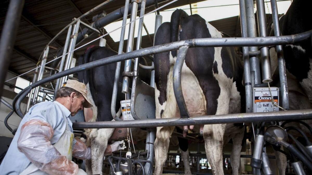 Tambo, sector lechero, campo, NA