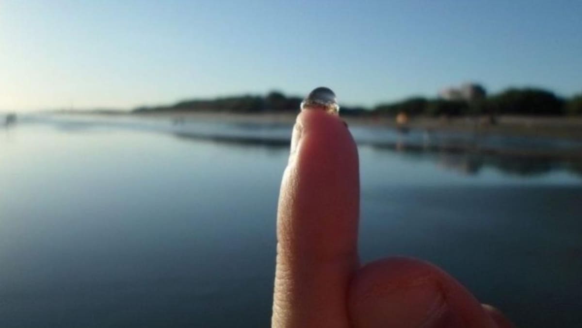 Tapiocas en la costa