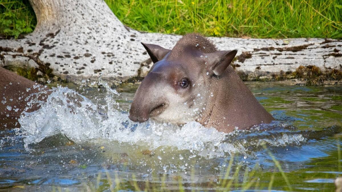 Tapir amazónico. Foto: Unsplash.