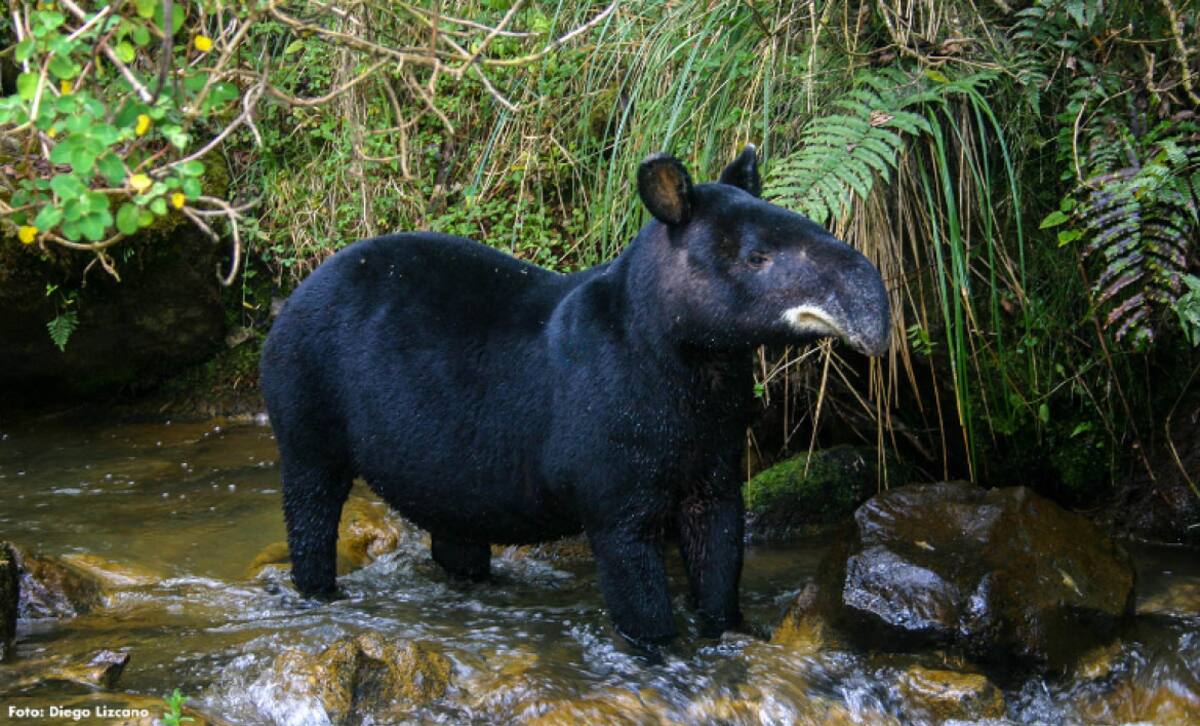 Tapir andino (Tapirus pinchaque)