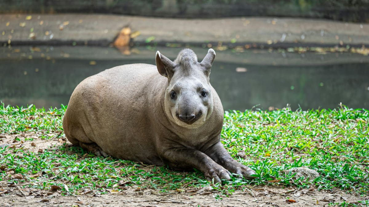 Tapir sudamericano. Foto: Pexels.