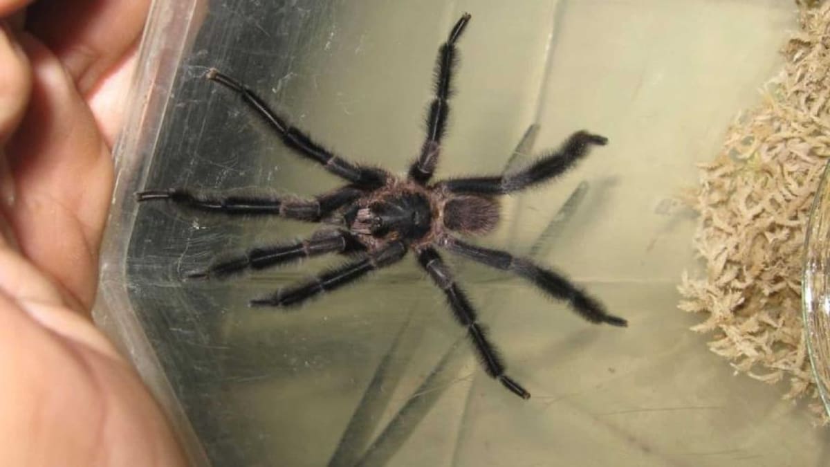 Un "hongo zombi" en la vida real: hallan una tarántula infectada con cordyceps, el virus letal de "The Last of Us"