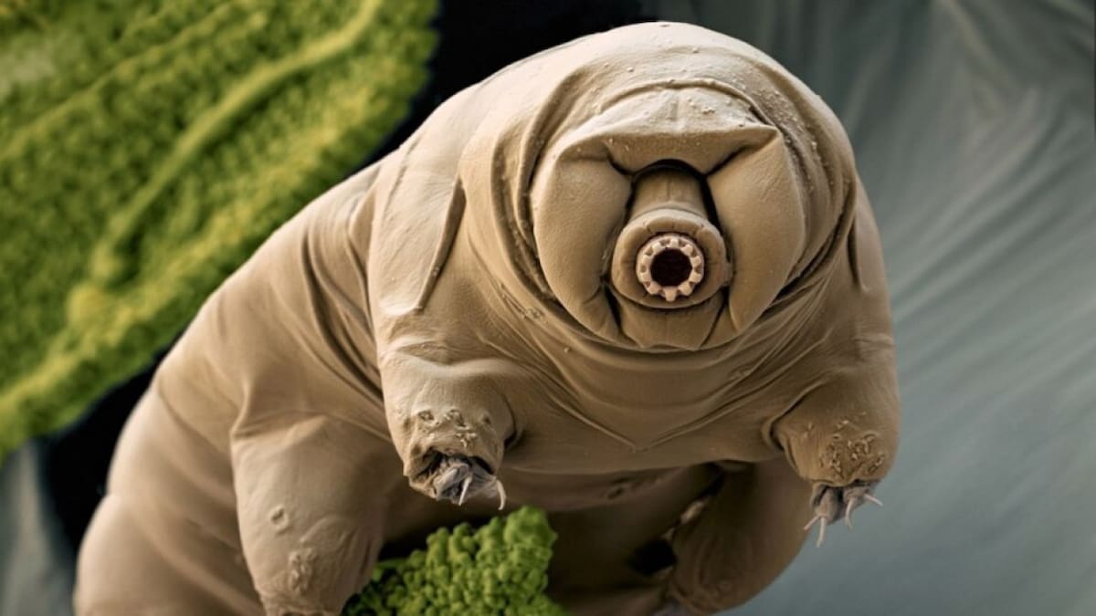 El aparato alimentario de los tardígrados evita la ingestión de plásticos. Foto: Museo Americano de Historia Natural.