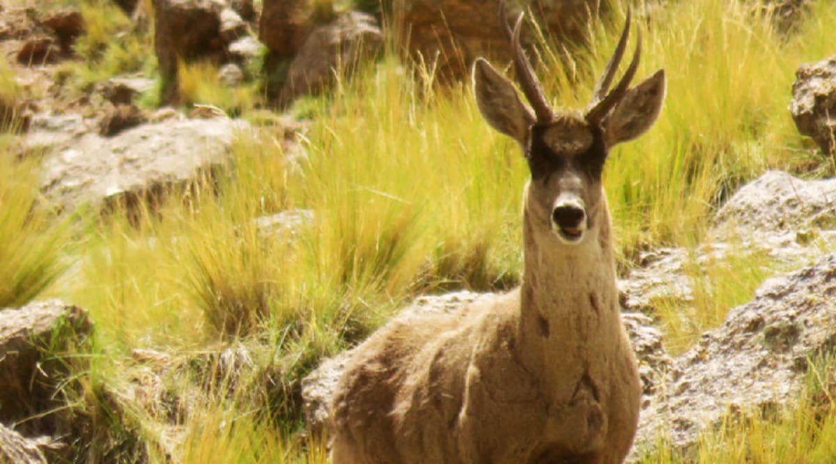 Taruca. Foto: CONICET.