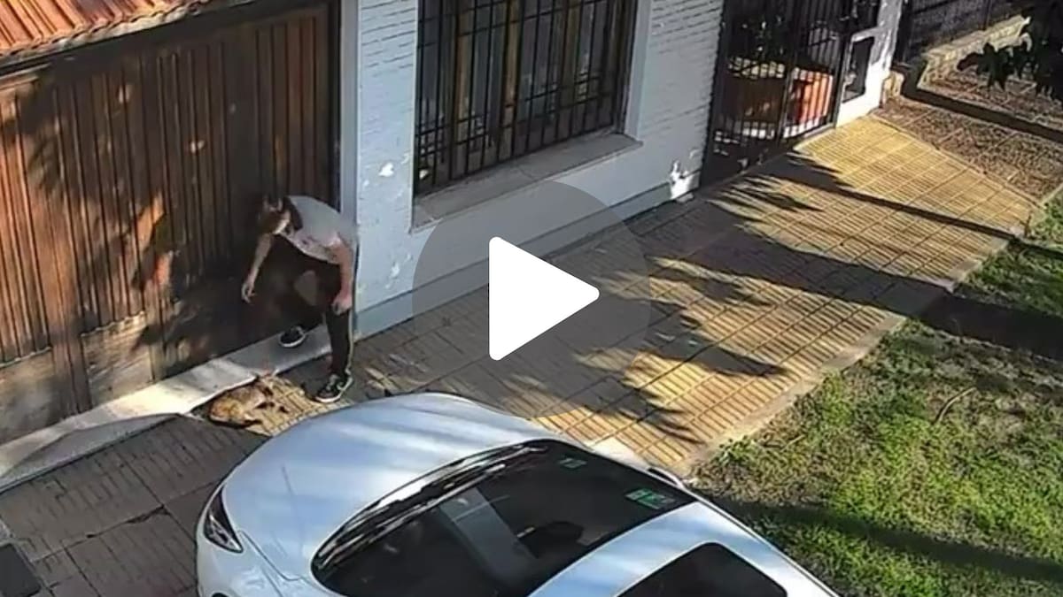 Video indignante: un adolescente acarició a un gato, le pisó la cabeza con fuerza y se fue caminando como si nada