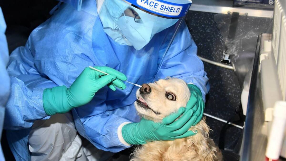 Testeo a animales en Corea del Sur, Reuters.