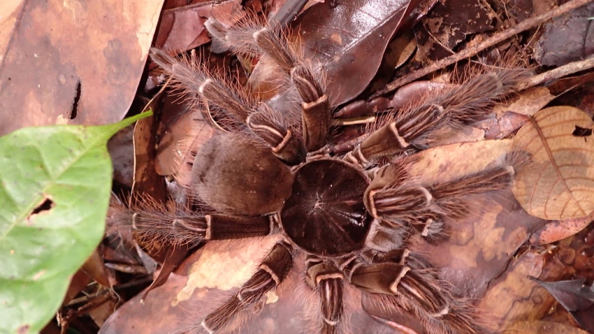 Theraphosa blondi, la tarántula gigante que ingresó al récord Guinness. Foto: ArgentíNat.