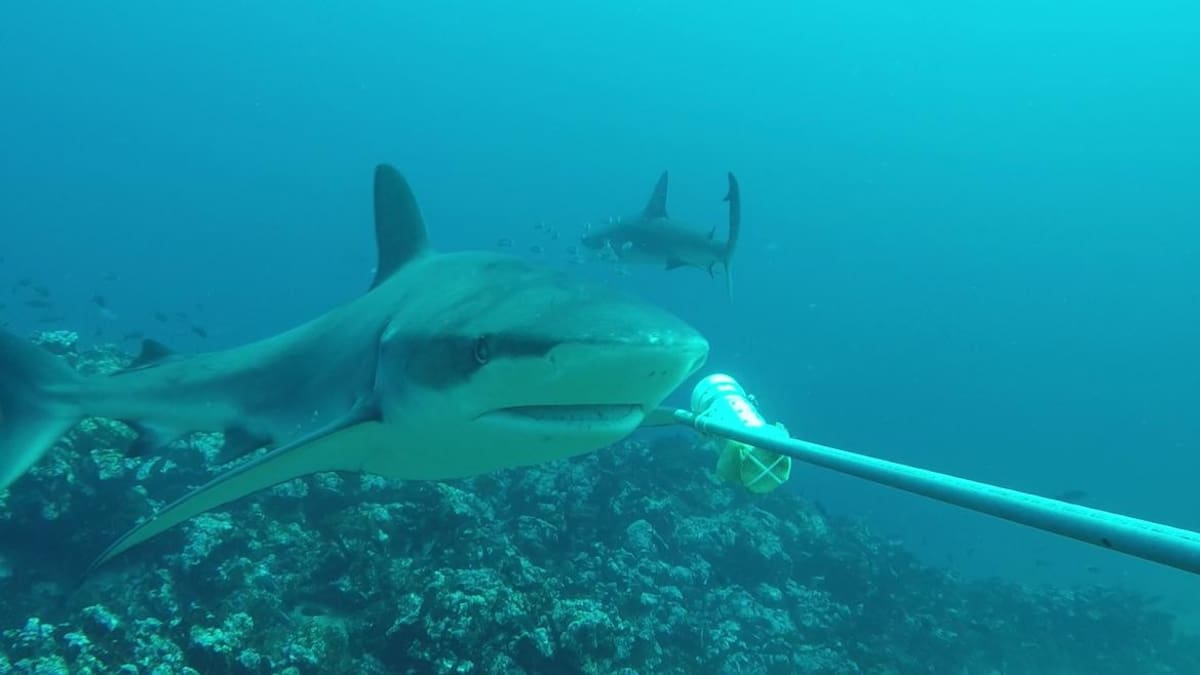 TIBURÓN ATACA TURISTA