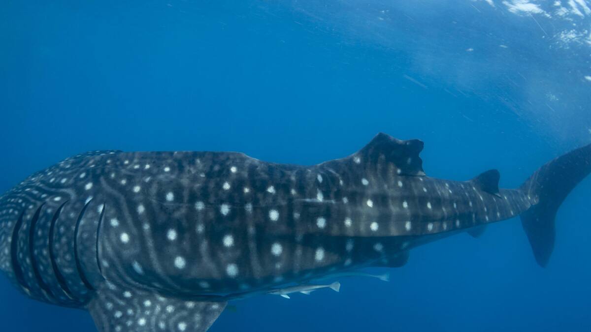 Tiburón ballena con lesión en la aleta dorsal, probablemente causada por el choque con un barco. Foto: EFE.