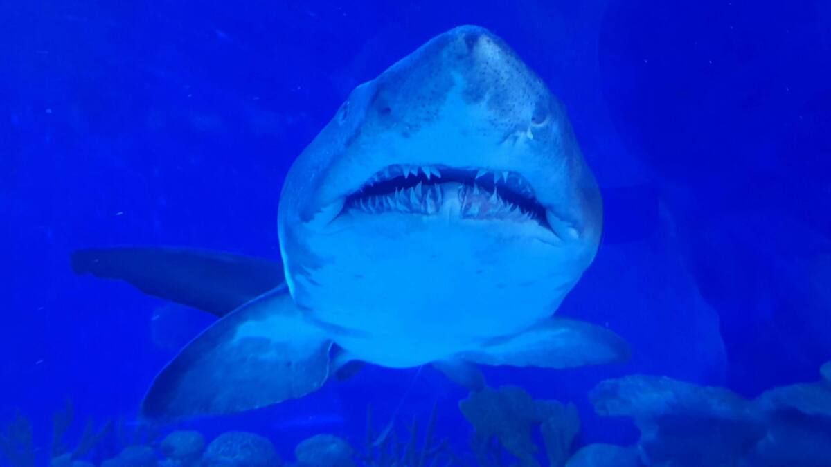 Tiburón blanco. Foto: Unsplash