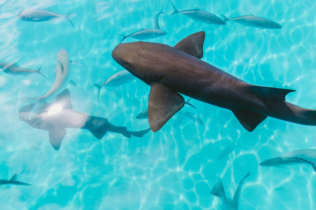 Tiburón, océano. Foto Unsplash.