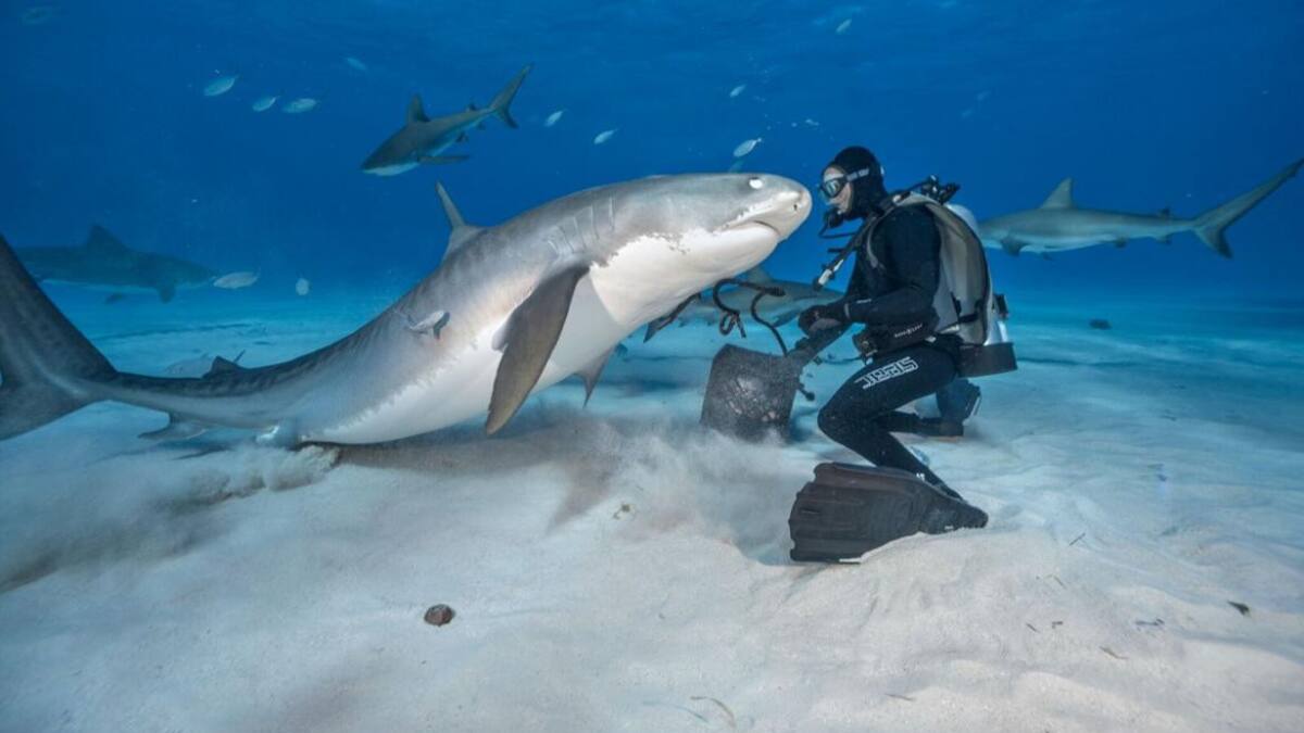 Tiburón Tigre Buceo