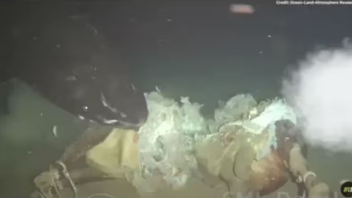 Lanzaron a una vaca al fondo del mar para simular el hundimiento de una ballena, pero hallaron una especie nunca vista en esa región