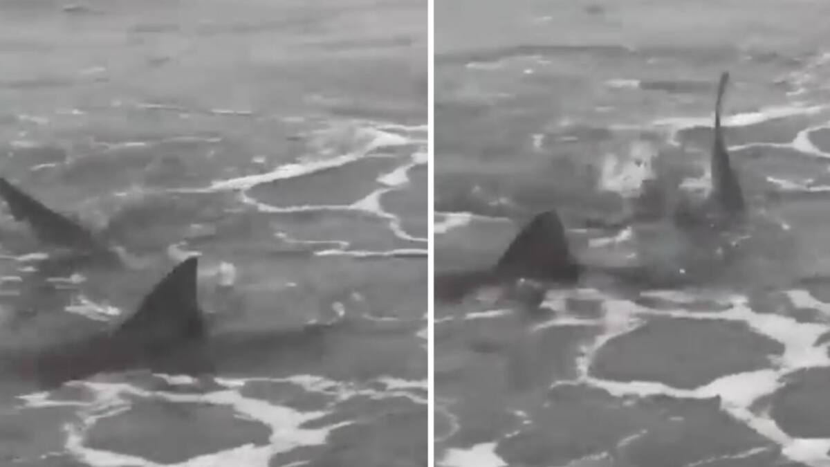 Tiburones en Monte Hermoso, captura video