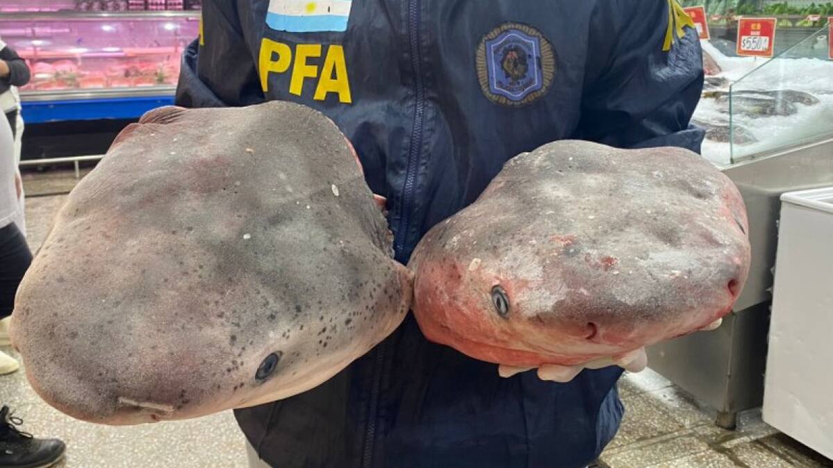 Tiburones en peligro de extinción en el Barrio Chino. Foto: Na.