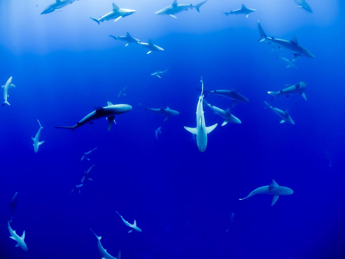 Tiburones. Foto: Unsplash