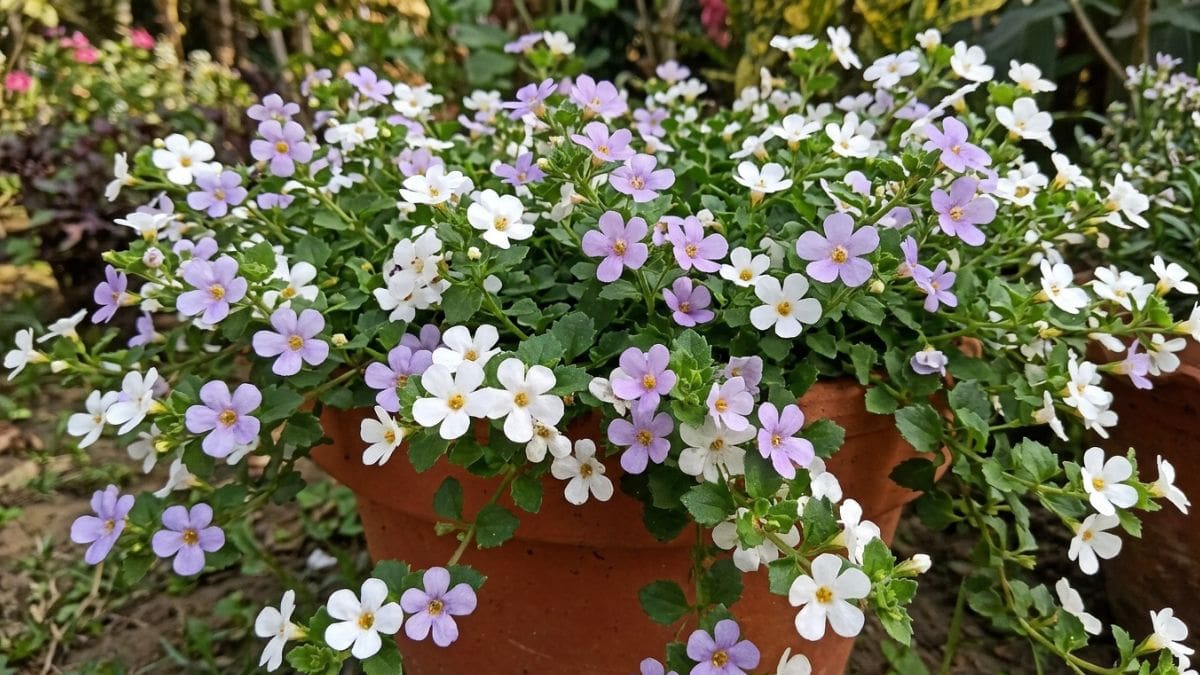 Tiene flores pequeñas y delicadas: la planta que todos quieren tener en casa esta primavera