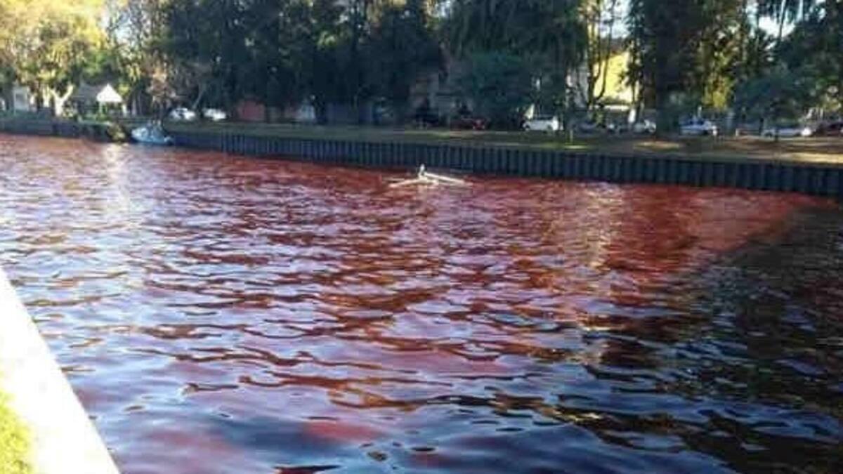 Tigre - río rojo