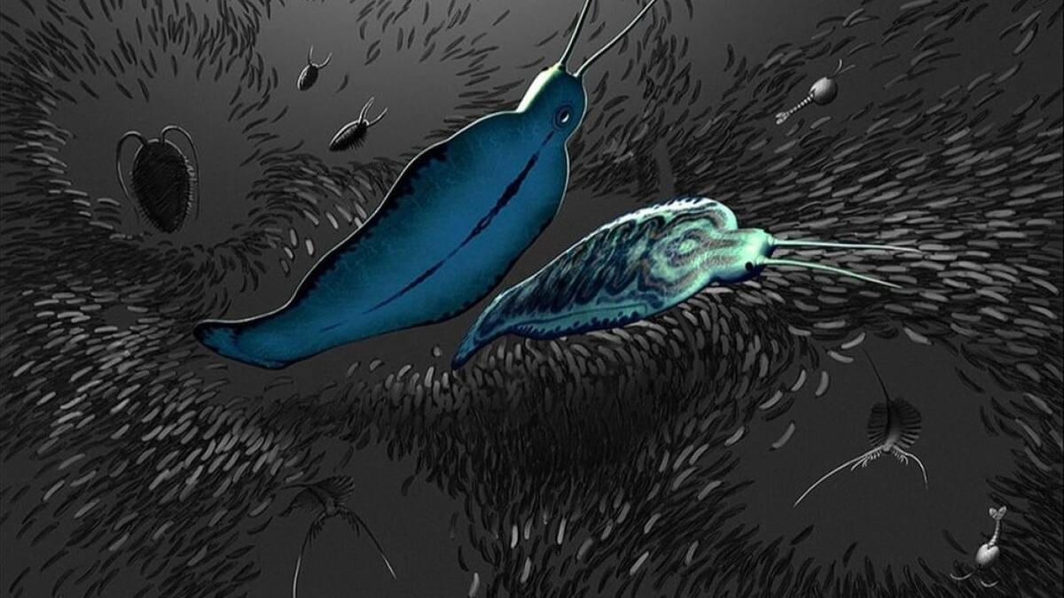 Encontraron el fósil de un gusano depredador 'gigante'. Foto Instagram @BobNichollsArt.