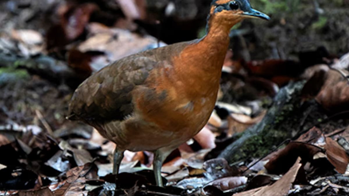 Un hallazgo tan único como triste: la especie de ave recién descubierta que ya se encuentra en peligro de extinción