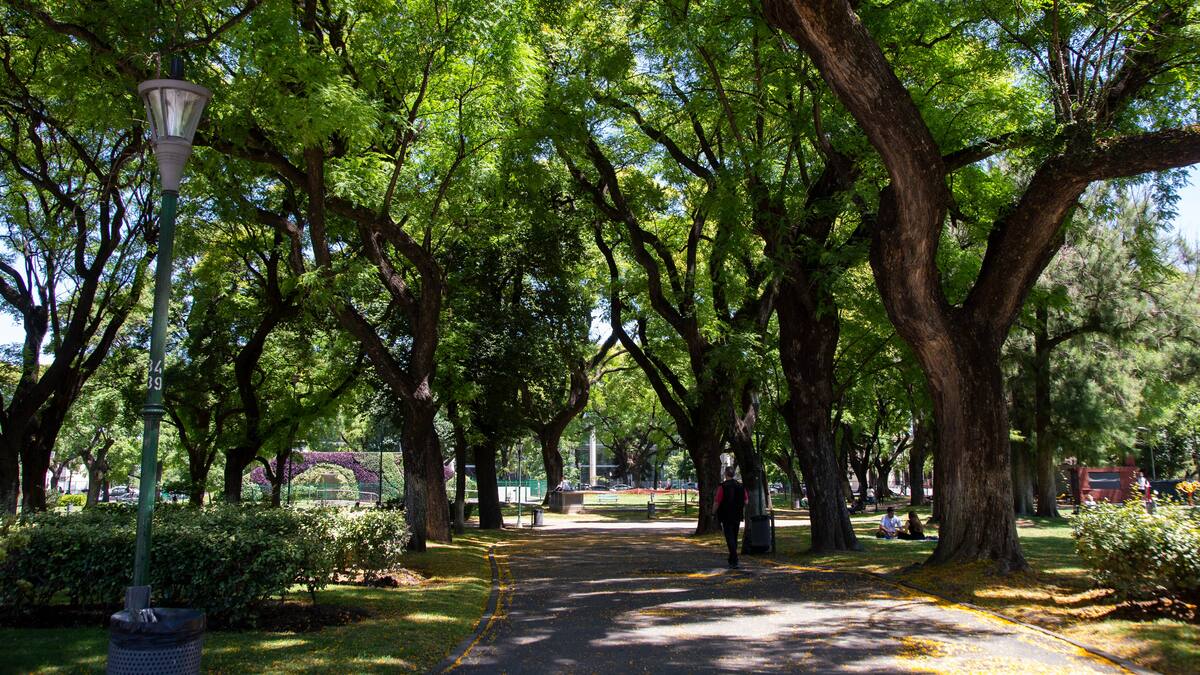 El árbol con la madera más resistente del mundo está en Sudamérica: de cuál se trata y en que países crece