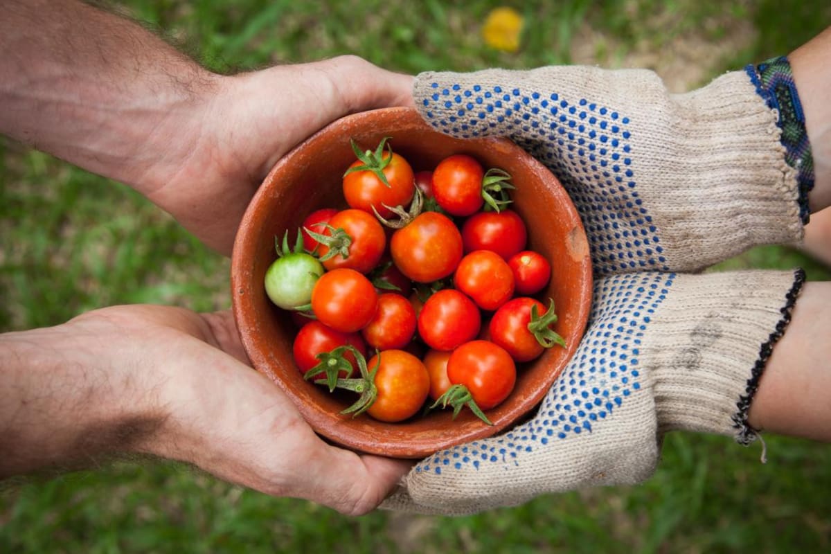 Tomate orgánicos. Foto: Unsplash, Elaine Casap.