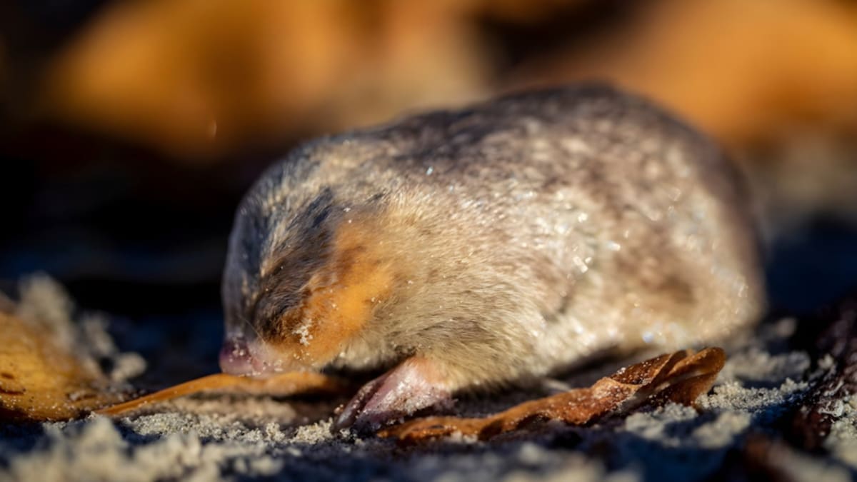 Topo dorado. Foto: Twitter