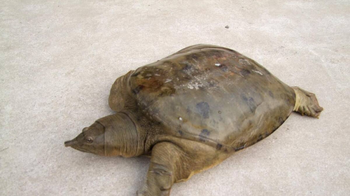 Tortuga caparazón blando : Foto Reuters