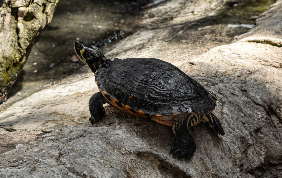 Tortuga. Foto: Unsplash.