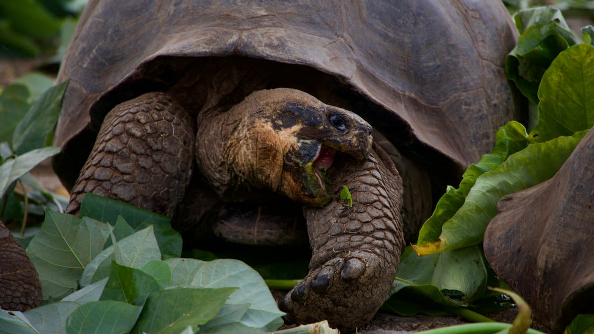 El regreso de las tortugas gigantes a las islas Galápagos: el histórico proyecto que busca recuperar un ecosistema perdido