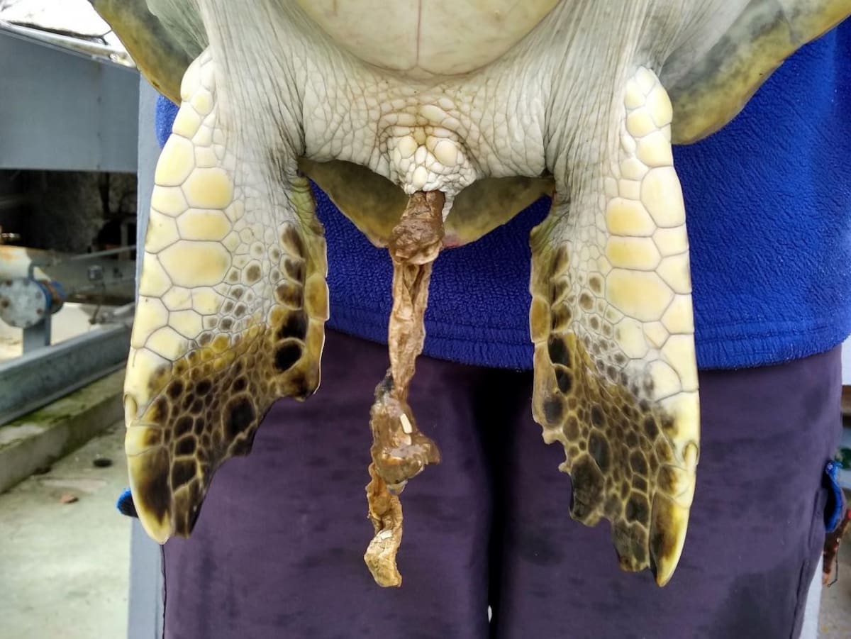 Tortuga marina rescatada que defeca gran cantidad de basura