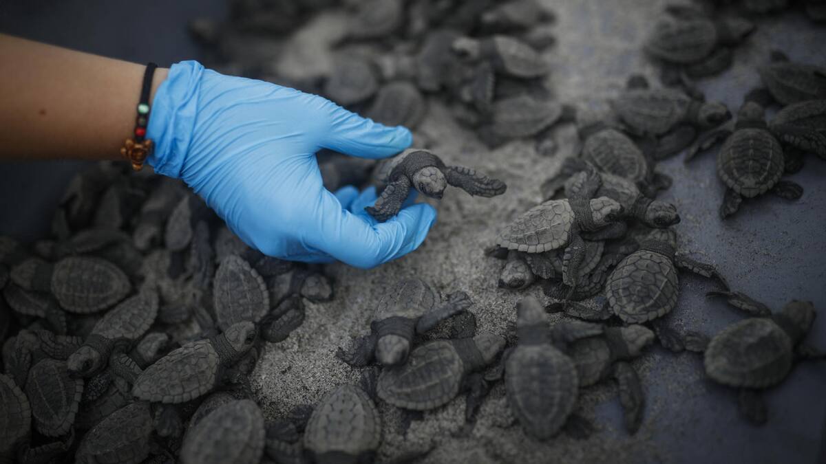 Tortugas loras. Foto: EFE.
